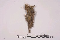 藏品(小鳳尾苔)的圖片